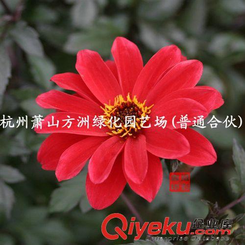 苗木基地供應(yīng)時(shí)花 四季花卉  時(shí)花花壇 花卉工程苗木