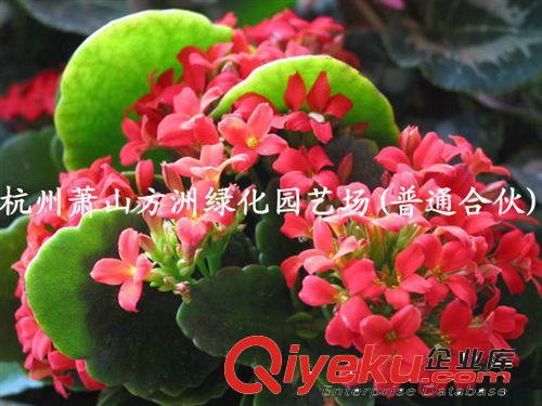 苗木基地供應(yīng)時(shí)花 四季花卉  時(shí)花花壇 花卉工程苗木