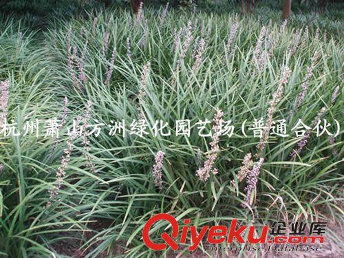 苗木基地供應(yīng)時(shí)花 四季花卉  時(shí)花花壇 花卉工程苗木