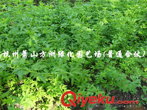 供應(yīng)小麥冬  小葉麥冬，大葉麥冬，金邊麥冬，花葉麥冬，草坪