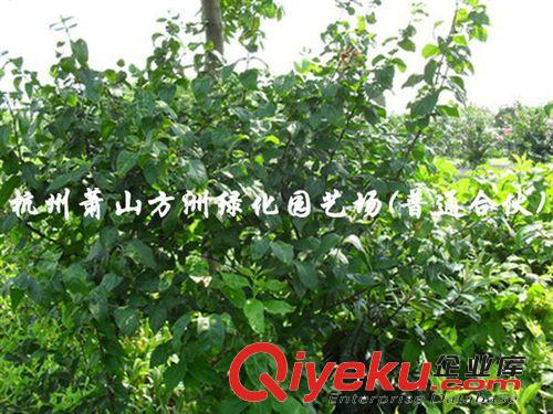 ~大量供應攀藤植物：凌霄原始圖片2