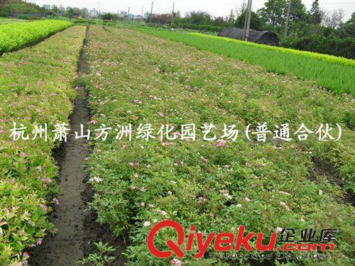 ~大量供應攀藤植物：凌霄原始圖片3