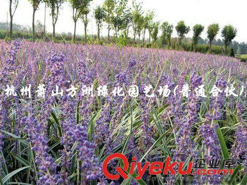 【廠家直銷】供應金邊麥冬，別名花葉麥冬、彩葉麥冬