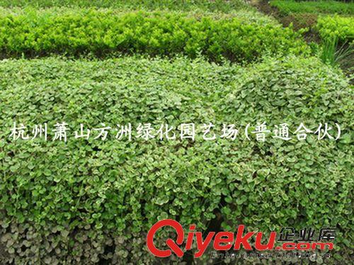 ~供應綠化苗木 花葉蔓長春 花葉蔓長春藤