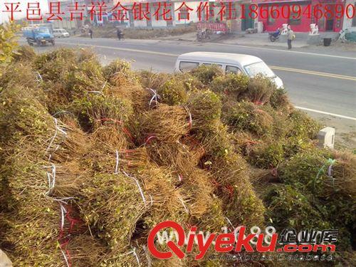 2014新花供應金銀花干花 全綠色無添加金銀花 廠家直銷批發(fā)