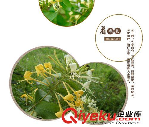 金銀花 金銀花干花 金銀花茶葉 金銀花茶 藥用金銀花 山東金銀花原始圖片2