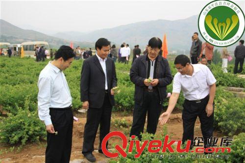 大量供應(yīng)樹形金銀花苗 紅色金銀花苗 金銀花種植 金銀花苗