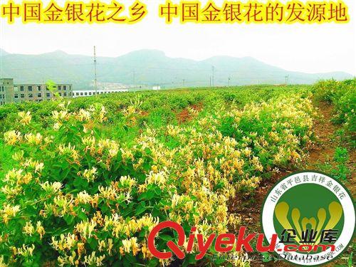 大量供應(yīng)樹形金銀花苗 紅色金銀花苗 金銀花種植 金銀花苗