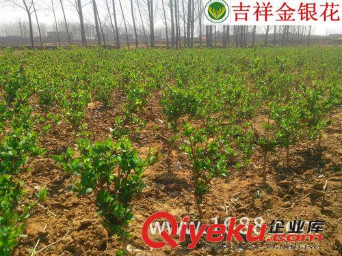 供應樹形四季金銀花樹苗 藥用金銀花 美化環保種苗