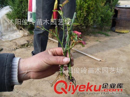 大量批發各種品種月季花小苗等各種不同規格月季原始圖片3