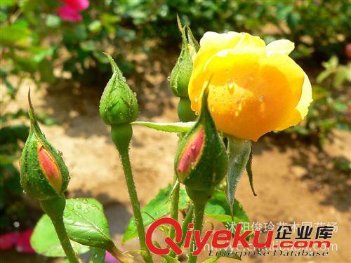 大量批發各種品種月季花苗 大花月季 藤本月季等 量大優惠