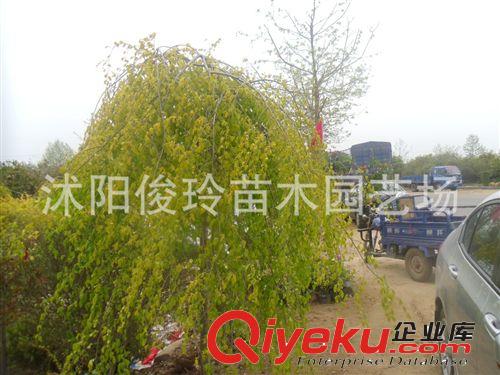 俊玲苗木園藝場大量出售中華金葉榆各種不同規(guī)格苗