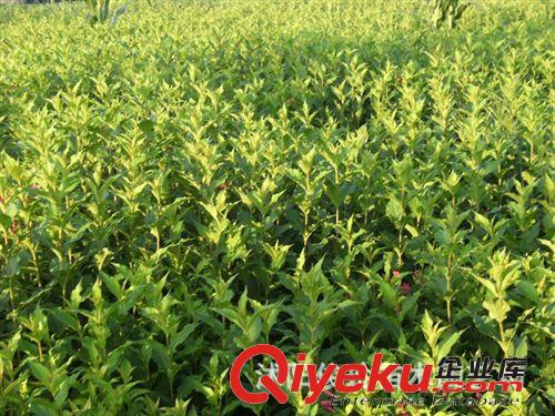 俊玲苗木園藝場大量出售紅王子錦帶等各種花卉苗木原始圖片3