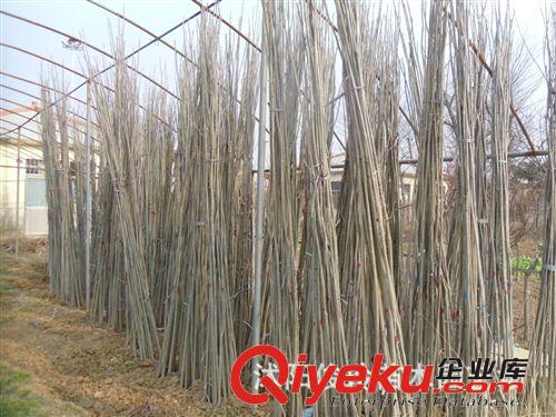 綠化苗木基地直供工程綠化苗紫白玉蘭等花卉苗木