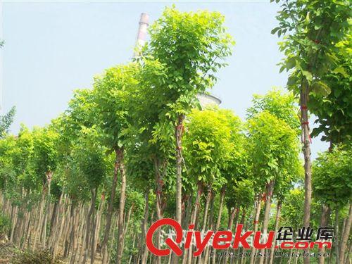 俊玲苗木園藝場大量出售速生白蠟大樹苗等各種花卉苗木原始圖片2