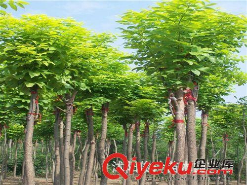 俊玲苗木園藝場大量出售速生白蠟大樹苗等各種花卉苗木原始圖片3