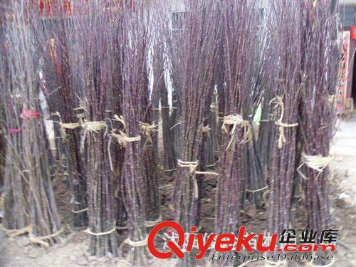 俊玲苗木園藝場大量供應紅楓有楓樹有承接大小綠化工程原始圖片2