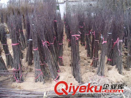 俊玲苗木園藝場大量供應紅楓有楓樹有承接大小綠化工程原始圖片3