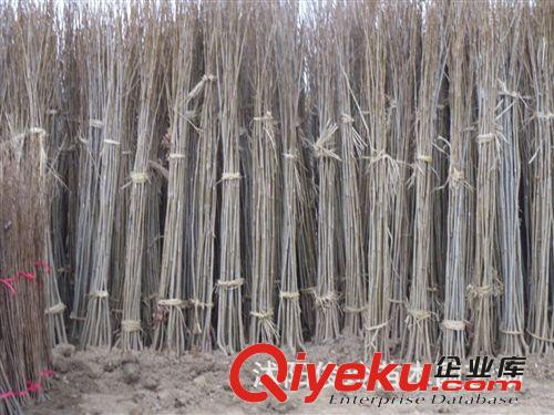 綠化苗木基地大量出售青皮法桐等各種規(guī)格齊全等非誠勿擾