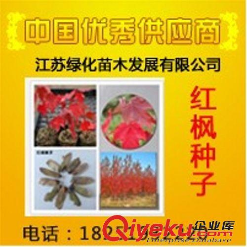 美國紅楓種子+夕陽紅楓種子+十月光輝+秋日烈焰+北方之火 加拿大