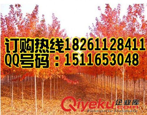 美國(guó)紅楓種子+夕陽紅楓種子+十月光輝+秋日烈焰+北方之火 加拿大