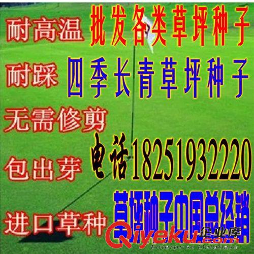 狗牙根草坪種子 百慕大草坪種子