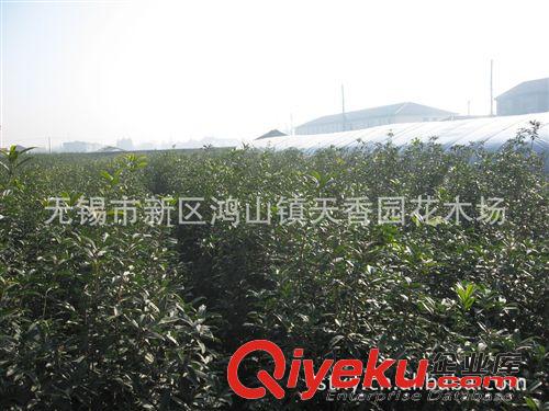 低价格批发供应200天开花1.5-1.8米冠径日香桂花种苗绿化苗