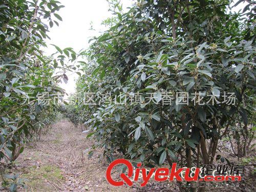 低價格批發供應200天開花1.5-1.8米冠日香桂花種苗綠化苗
