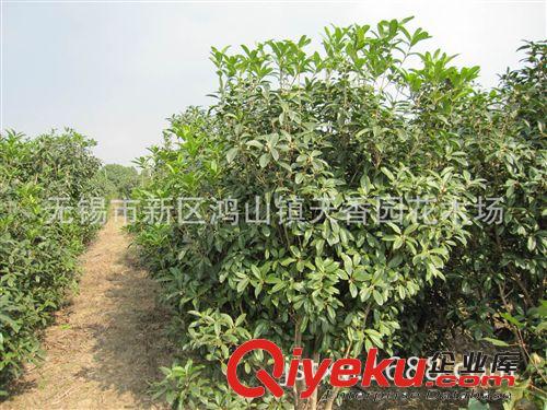 低價格批發供應200天開花1.5-1.8米冠日香桂花種苗綠化苗原始圖片2