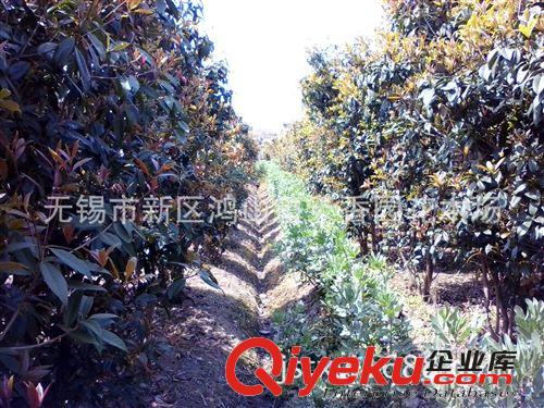 低價格批發供應200天開花1.5-1.8米冠日香桂花種苗綠化苗原始圖片3