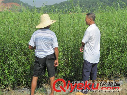 专业种植优质速生竹柳、苗圃低价、直销竹柳、竹柳种苗、竹柳树