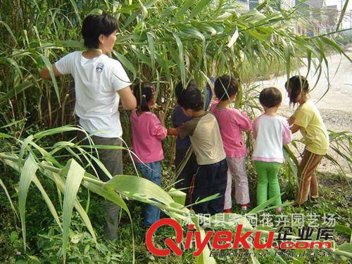 批发 园林植物 湿地水生植物 芦竹 河堤沼泽池塘地等低湿地或浅水