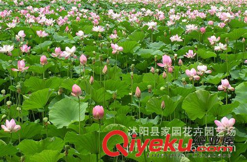 水生花卉 荷花种块 碗莲种藕 【明媚】水生植物池塘绿化专用