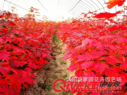 直銷美國紅楓小苗 秋火焰 美國改良北美紅楓樹苗 園林綠化苗木