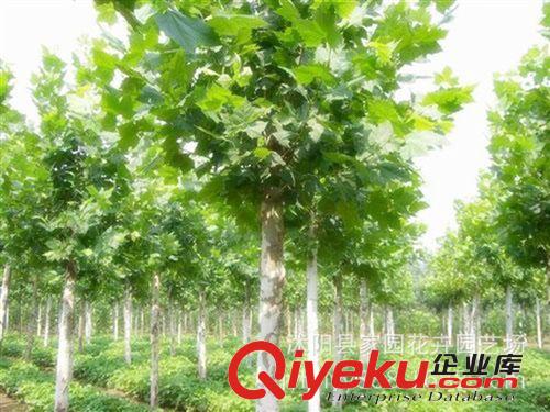 苗圃直銷 2米高速生法桐樹苗 法國梧桐 懸鈴木 綠化苗木 行道樹原始圖片2