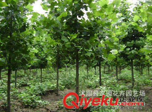 苗圃直銷 2米高速生法桐樹苗 法國梧桐 懸鈴木 綠化苗木 行道樹原始圖片3