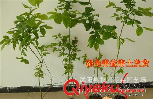 盆栽地栽果樹苗水果{jp}藍莓樹苗植物三年苗當年結(jié)果帶原土發(fā)貨