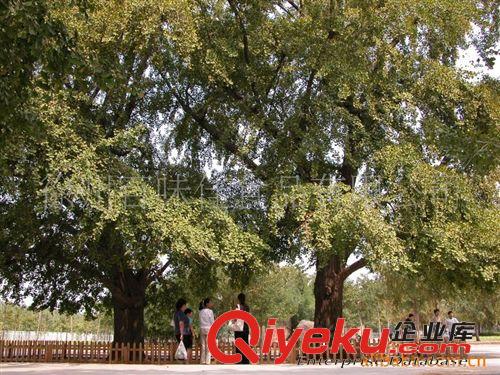 供應(yīng)邳州港上銀杏樹、白果樹、銀杏苗木、園林工程銀杏苗圃原始圖片3
