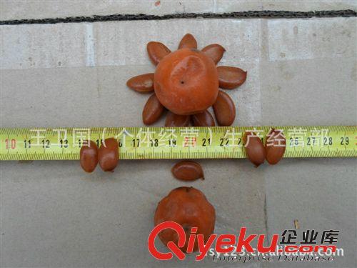 人類健康的第三棵樹--青錢柳（搖錢樹）樹苗、種子--半島園林苗木