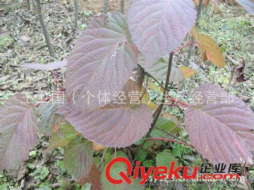 半島園林苗木大量供應珙桐種子、種芽、青錢柳、種苗15092911977