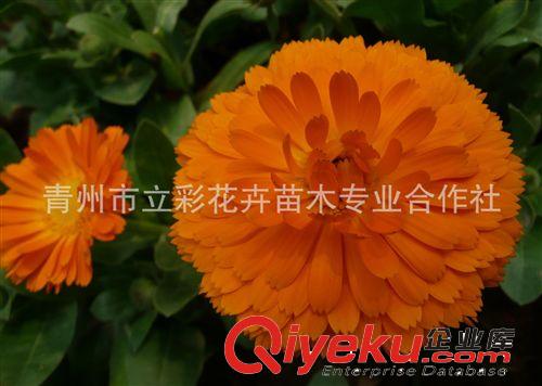 金盞菊 供應(yīng)金盞菊 青州金盞菊  苗木花卉 大量 批發(fā) 廠家直銷