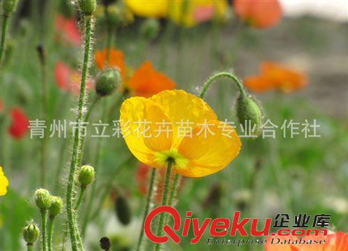 虞美人 優(yōu)質(zhì)虞美人 草花 青州草花 苗木  大量 批發(fā) 廠家直銷原始圖片3