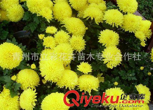 菊花   十一菊花 青州草花 大量批發(fā) 廠家直銷 zyjl