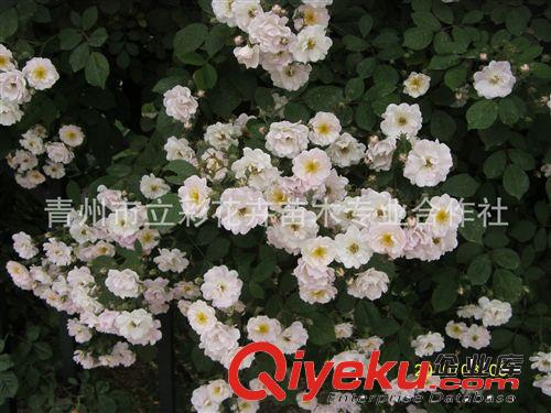 薔薇月季  山東盆栽花卉 綠化苗木  zyjl 大量批發(fā) 量多從優(yōu)