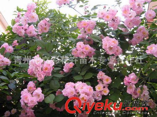 薔薇月季  山東盆栽花卉 綠化苗木  zyjl 大量批發(fā) 量多從優(yōu)