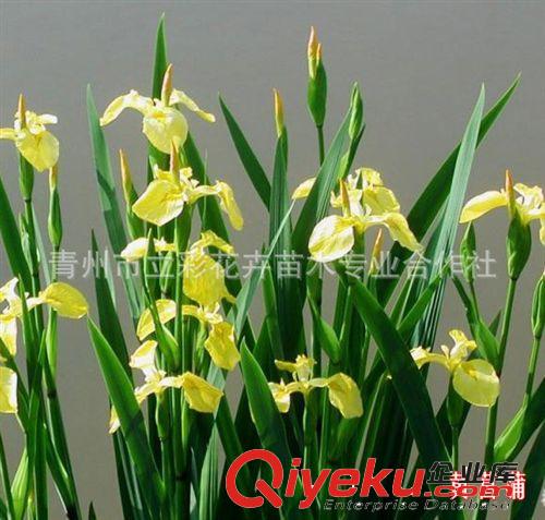 菖蒲  水生植物  廠家直銷(xiāo) 大量批發(fā) 低價(jià)銷(xiāo)售 當(dāng)天挖苗成活率高