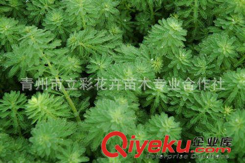 金魚(yú)藻 盆栽花卉 山東草花 水生植物  綠化苗木 廠家直銷