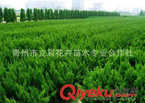 龍柏 綠化苗木 龍柏基地  大量批發(fā) zyjl  當(dāng)天挖苗成活率高原始圖片2