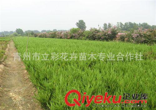 龍柏 綠化苗木 龍柏基地  大量批發(fā) zyjl  當(dāng)天挖苗成活率高原始圖片3
