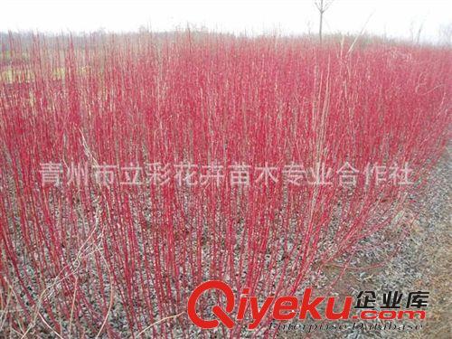 紅潤木 綠化苗木  綠化工程 青州花卉苗木原始圖片2